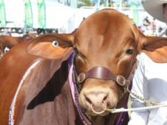 2021澳大利亚牛肉产业及肉类加工展览会举办时间Beef Australia