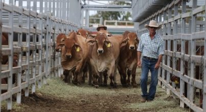 2021澳大利亚牛肉产业及肉类加工展览会举办时间Beef Australia(www.828i.com)