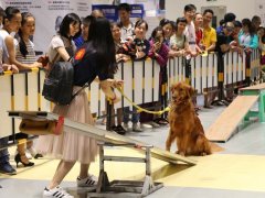 2020广西宠物博览会将于11月6日举办 展位即将售罄