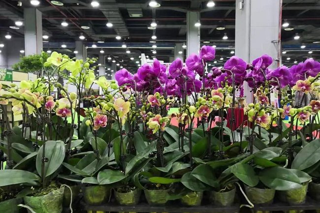 2021广州花卉展览会暨花卉种植设备花店用品展将于5月举办(www.828i.com)