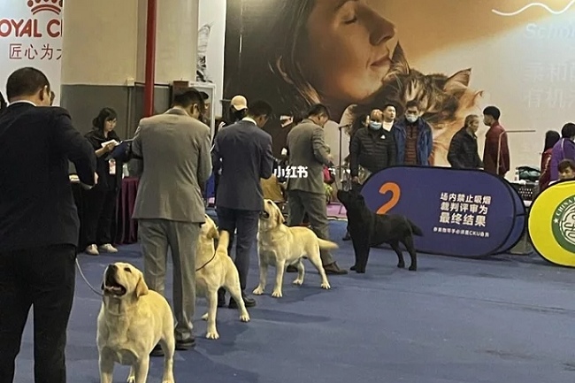 2022杭州国际宠物用品展览会CPE-杭州宠物展(www.828i.com)