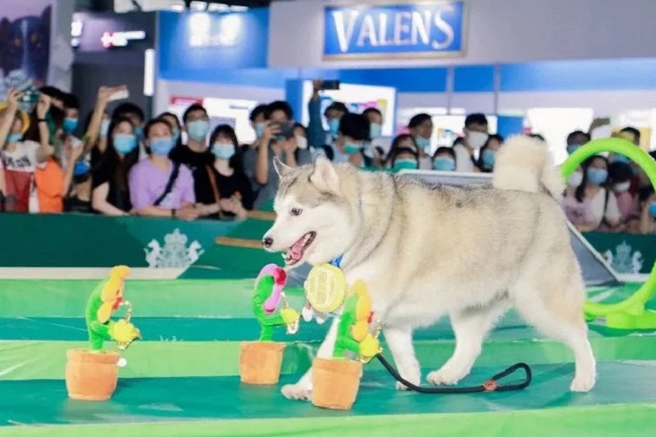2022第24届亚洲宠物展览会暂缓举办(www.828i.com)