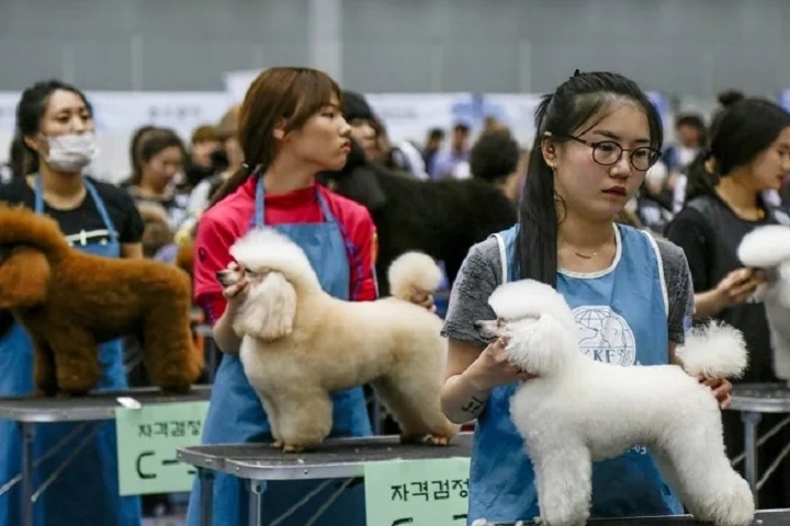 韩国首尔宠物用品展览会MEGAZOO (KPET)(www.828i.com)